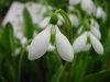 Galanthus plicatus ...